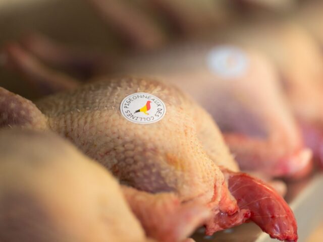 Pigeonneau des collines