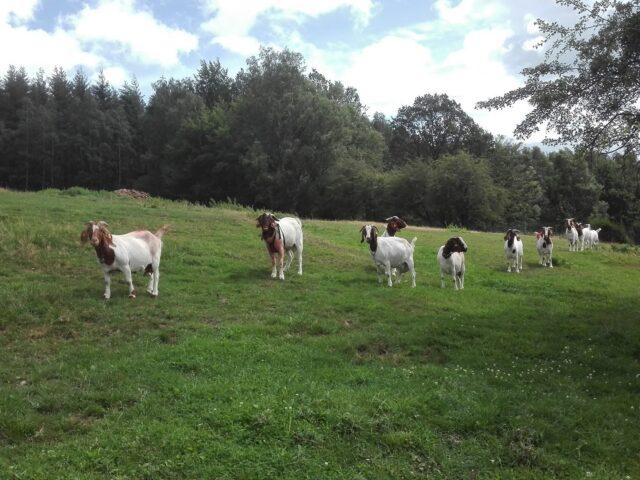 Les chevreaux de l'Elevage des Gadlis
