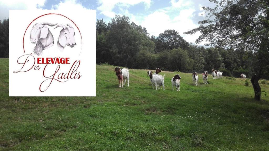 Elevage des Gadlis